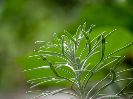 Silver detailed leaves of Crossostephium chinense