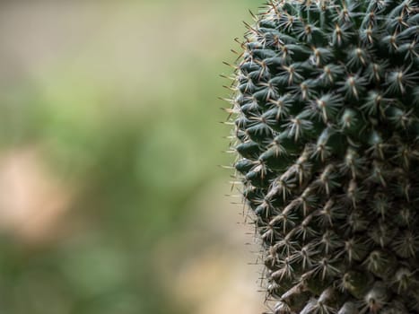 Cactus succulent plant close up, Mammillaria cactus