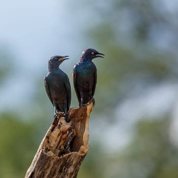 Cape Glossy Starling adulte and juvenile standing on a log in Kruger National park, South Africa ; Specie Lamprotornis nitens family of Sturnidae