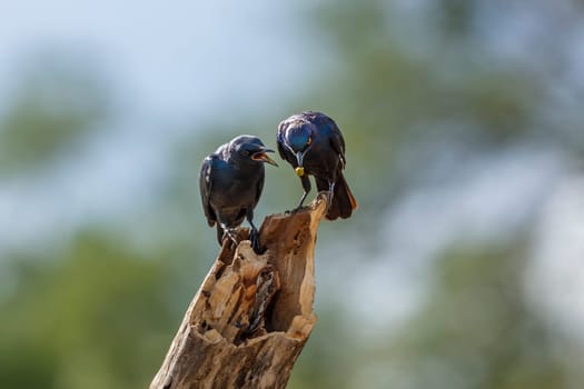 Cape Glossy Starling adulte and juvenile standing on a log in Kruger National park, South Africa ; Specie Lamprotornis nitens family of Sturnidae