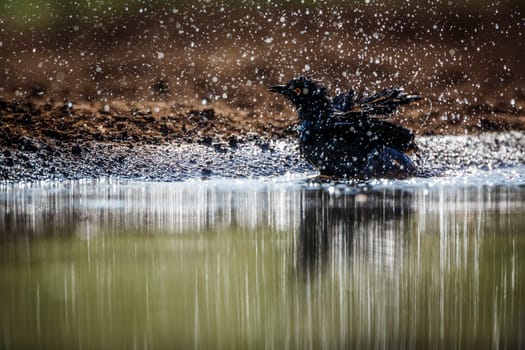 Cape Glossy Starling bathing splashing droplet in backlit in waterhole in Kruger National park, South Africa ; Specie Lamprotornis nitens family of Sturnidae