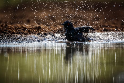 Cape Glossy Starling bathing splashing droplet in backlit in waterhole in Kruger National park, South Africa ; Specie Lamprotornis nitens family of Sturnidae