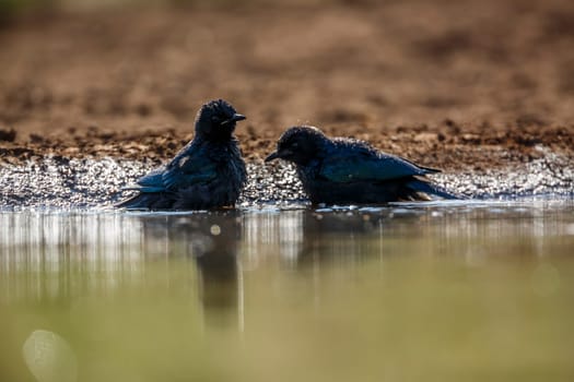 Two Cape Glossy Starling juvenile bathing splashing droplet in backlit in waterhole in Kruger National park, South Africa ; Specie Lamprotornis nitens family of Sturnidae