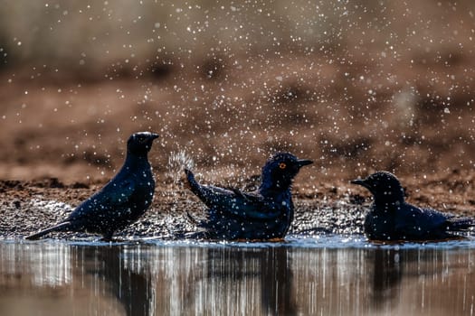 Cape Glossy Starling family bathing splashing droplet in backlit in waterhole in Kruger National park, South Africa ; Specie Lamprotornis nitens family of Sturnidae