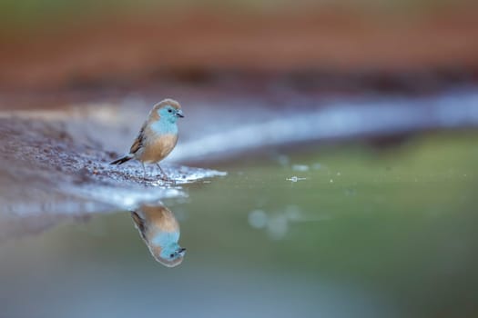 Blue-breasted Cordonbleu drinking early morning in Kruger National park, South Africa ; Specie Uraeginthus angolensis family of Estrildidae