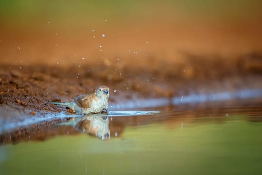 Blue-breasted Cordonbleu drinking early morning in Kruger National park, South Africa ; Specie Uraeginthus angolensis family of Estrildidae