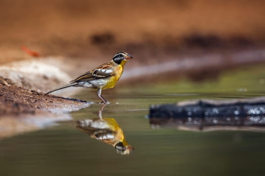 African Golden breasted Bunting male along waterhole with reflection in Kruger National park, South Africa ; Specie Fringillaria flaviventris family of Emberizidae