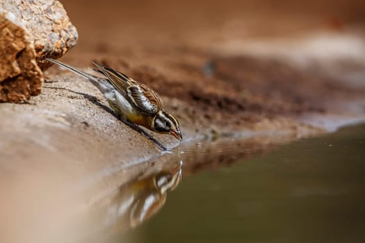 African Golden breasted Bunting male drinking at waterhole in Kruger National park, South Africa ; Specie Fringillaria flaviventris family of Emberizidae