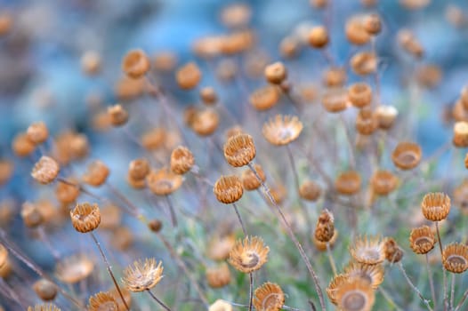 Dry petals look like gold in sunshine.2