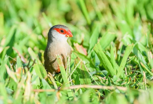 A small bird with a red beak, belonging to the Phasianidae family, is perched in the grassland among the terrestrial plants of the prairie natural landscape