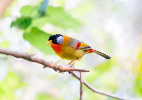 A colorful Finch, a type of old world flycatcher, perched on a tree branch, with its beak poised to sing a melodious tune as it enjoys its view from the branch