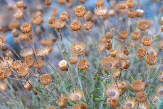 Beautiful wild flowers dried under violent hot summer sun in the field. 2