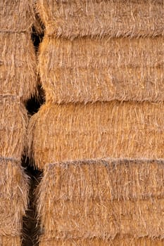 Stack of yellow hay straw bales for background. Concept farm agriculture harvest of alfalfa haybales. High quality verticle photo.