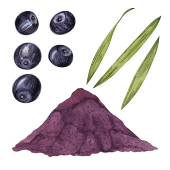 Acai berries superfood, powder and palm leaves. Exotic purple tropical berries and dried pulp set. Watercolor illustration for printing, packaging, cosmetics, granola, smoothie, supplements, labels