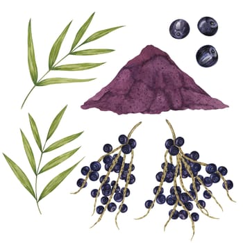 Acai berries superfood, powder and palm leaves. Exotic purple tropical berries and dried pulp set. Watercolor illustration for printing, packaging, cosmetics, granola, smoothie, supplements, labels