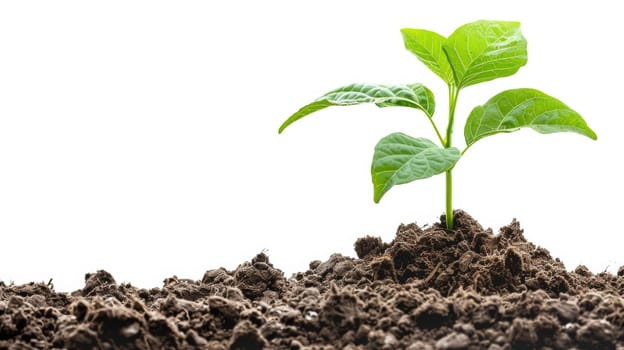 Young Plant Sprouting from Soil on White Background.