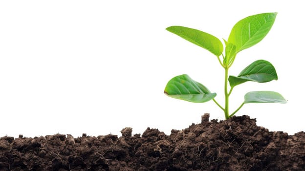 Young Plant Sprouting from Soil on White Background.