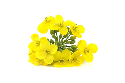 Vibrant yellow oilseed rape blossoms isolated on white background