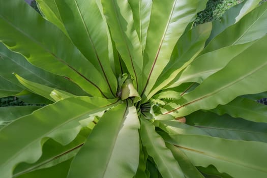 Beautiful plant with large leaves, close-up. Thailand