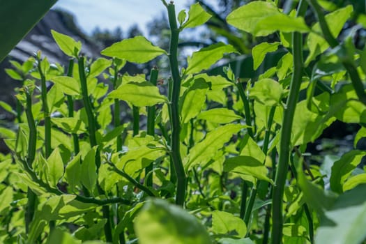 Bright green plants in tropical garden, close-up. Thailand