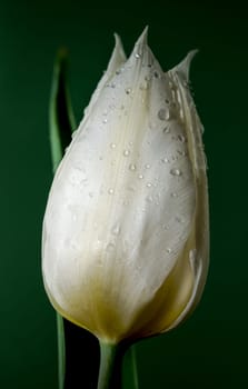 Beautiful Tulip white master flower on a green background. Flower head close-up.