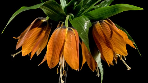 Beautiful Crown imperial flower blossom isolated on a black background. Flower head close-up.