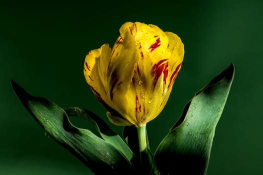 Beautiful yellow Tulip La Courtine Parrot flower on a green background. Flower head close-up.