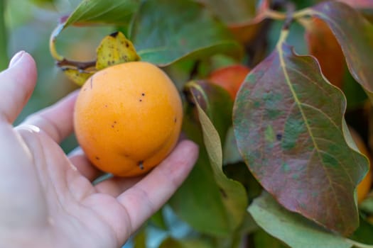 Persimmon ripe fruit garden. Tree branches with ripe persimmon fruits on a sunny day.