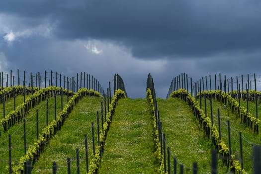 Aerial view of vineyard in spring at sunrise, Bordeaux Vineyard, Langoiran, Gironde, France, High quality 4k footage