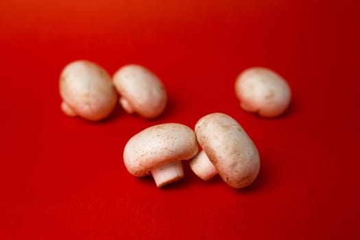 white mushroom mushrooms isolated on a red background.