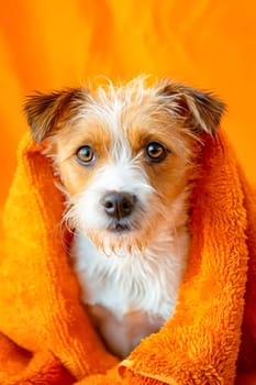 Small dog wrapped in orange towel. Generative AI.