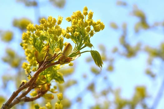 The stem of a plant at the very beginning of its development is from a seed or rhizome, a tuber