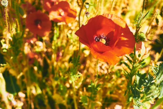 a herbaceous plant with showy flowers, milky sap, and rounded seed capsules. alkaloids and are a source of drugs as morphine