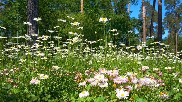 an aromatic European plant of the daisy family, with white and yellow flowers.