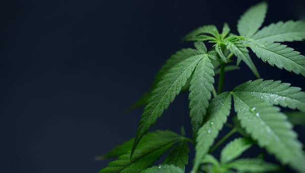 leaves medical cannabis close-up, macro shooting on a dark background