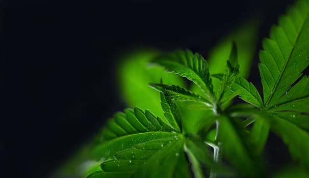 Macro shooting leaves cannabis with dew close-up medical marijuana