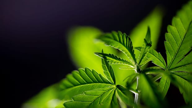 leaves medical cannabis close-up, macro shooting on a dark background