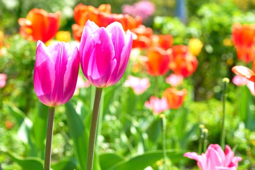 a bulbous spring flowering plant of the lily family, with boldly colored cup shaped flowers