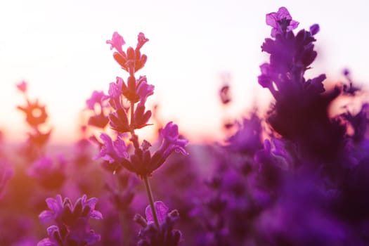 Lavender flower field closeup, fresh purple aromatic flowers for natural background. Violet lavender field in Provence, France.