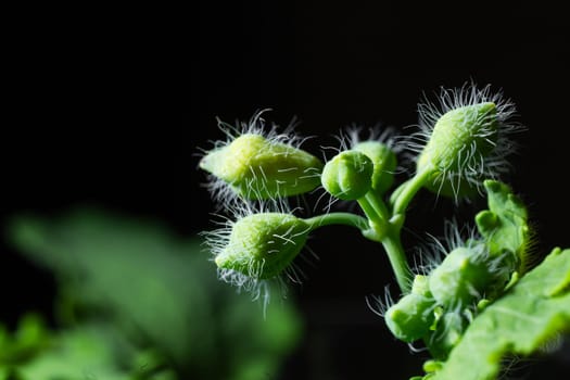 Several small, round, white flower buds covered in white hairs grow on a green plant stem with green leaves.