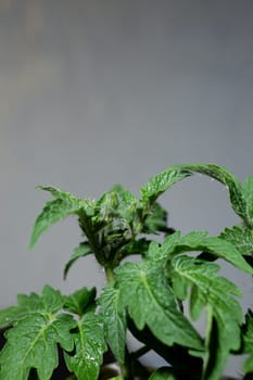 A lush tomato plant with bright green leaves and small buds.