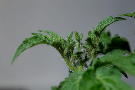 Lush tomato plant with vibrant green leaves and small buds, isolated on a white background. In focus with a shallow depth of field.