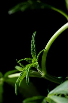 a young green cannabis sprout on a branch.