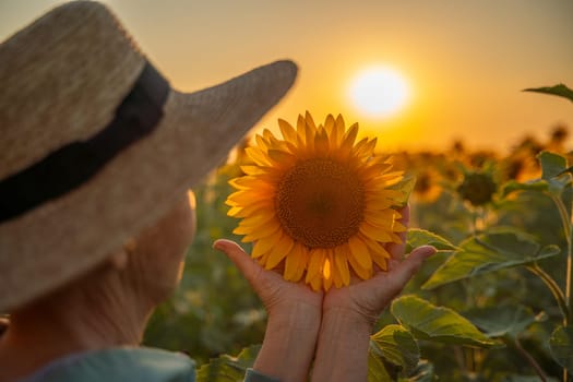 Female hands holding sunflower flower against the backdrop of a sunflower field at sunset light. Concept agriculture oil production growing sunflower seeds for oil.