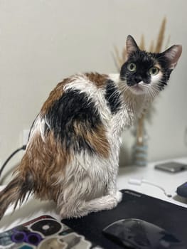 Calico cat, fresh bath, standing by computer on desk, staring at camera with surprised eyes. Quirky feline moment.