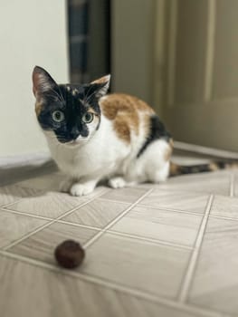 A curious cat with white, brown, and black fur sits on the floor near a fuzzy ball toy and looks directly at the camera.