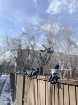 A group of pigeons standing in a row on a brown fence under the blue sky with sparse trees in the background