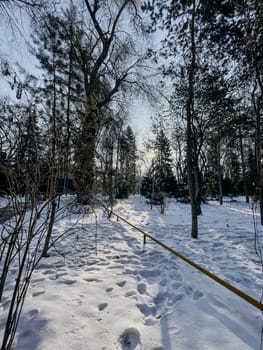 A stunning winter landscape with snow-covered trees, sparkling in the sunlight, creating a magical and serene atmosphere.