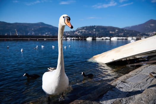 Beautiful white swans and ducks on the lake of Como near moored boats on the lakefront against Alps mountains background, on a sunny winter day. Animals in wild life. Nature. Como, Italy, Lombardy.