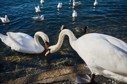 Beautiful white swans eat and feed on Lake Como in Italy. Animals theme. View from above